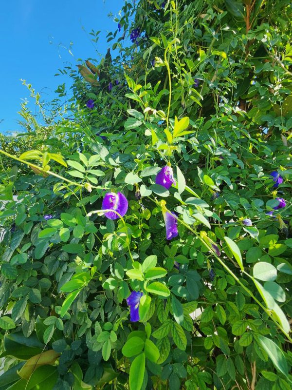 Thai Double Blue Butterfly Pea LIVE Plant For Sale