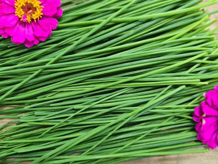 Common Chives Herb Seeds Online