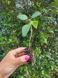 African Blue Basil LIVE Plant on Sale