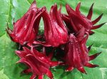 Roselle aka Florida Cranberry LIVE Plant on Sale