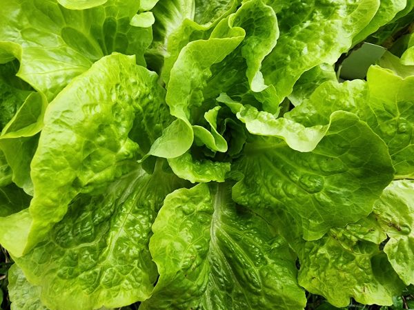 Buttercrunch Lettuce Discount