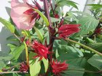 Roselle aka Florida Cranberry LIVE Plant on Sale