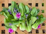 Shanghai Green Bok Choy Seeds Cheap