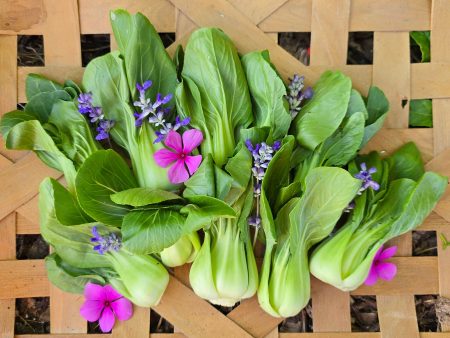 Shanghai Green Bok Choy Seeds Cheap