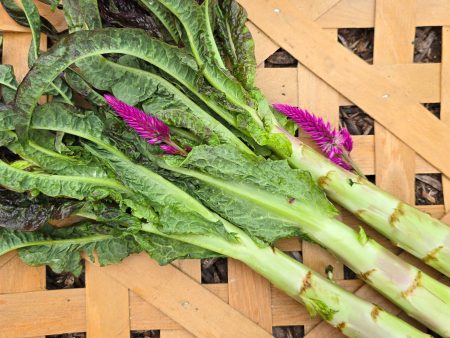 Purple Sword Celtuce Seeds Online Sale