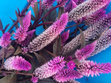 Hot Pink Celosia with Burgundy Foliage Online