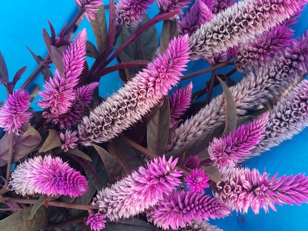 Hot Pink Celosia with Burgundy Foliage Online