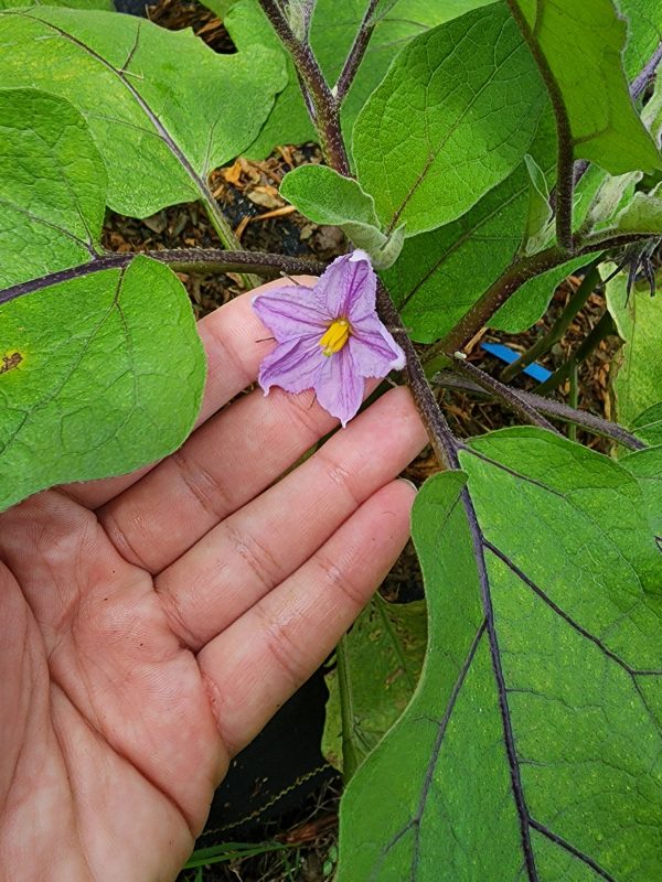 Long Ping Tung Eggplant For Cheap