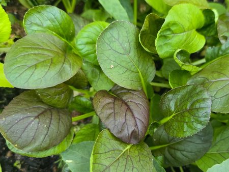 Red Tatsoi Hybrid Asian Mustard Green Seeds For Discount