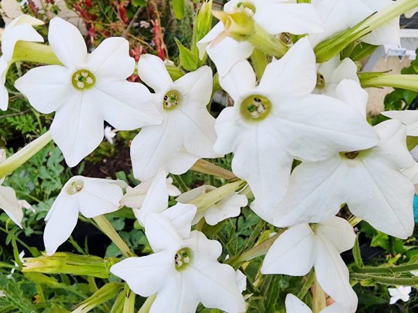 White Jasmine Scented Nicotiana Flower Seeds Online now