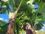 Gran Nain - Grocery Store Banana LIVE PLANT Online now