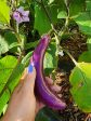 Long Ping Tung Eggplant For Cheap