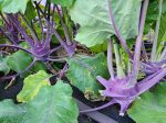 Purple Vienna Kohlrabi Hot on Sale