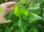 New Zealand Spinach on Sale