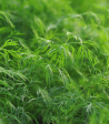 Dill - Dwarf Fernleaf Online Sale