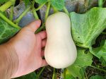 Honeynut Mini Butternut Winter Squash Seeds For Cheap