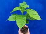 Coffee Arabica LIVE Starter Plant Tree Online Hot Sale