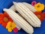 RARE Mayan White Maize Corn Seeds Supply