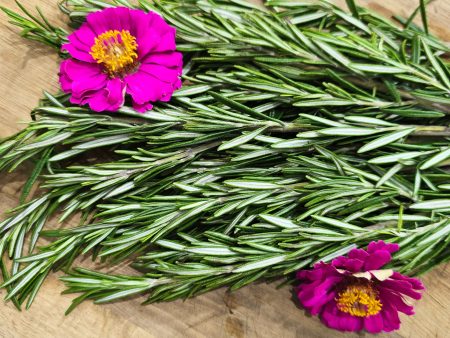 Rosemary Herb Seeds For Cheap