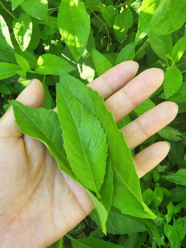 Longevity Spinach LIVE plant Online Hot Sale