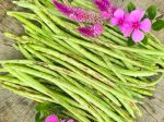 Thai Soldier Long Bean Seeds Discount