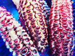 Double Red Heirloom Sweet Corn Seeds For Cheap