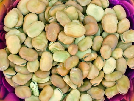 Windsor Fava Bean Heirloom Seeds Online now