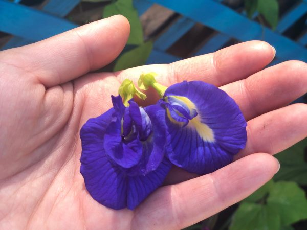 Thai Double Blue Butterfly Pea SEEDS Online Hot Sale