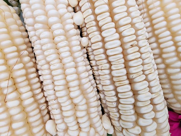 RARE Mayan White Maize Corn Seeds Supply