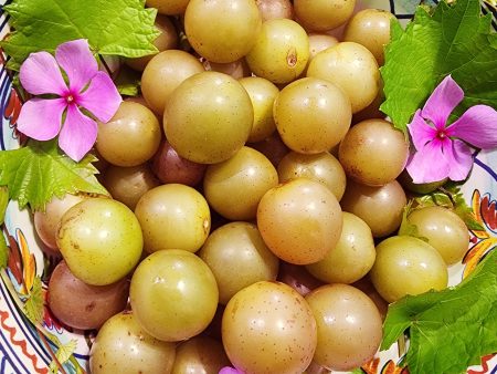 Carlos Bronze Muscadine Grape LIVE Perennial Plant Online