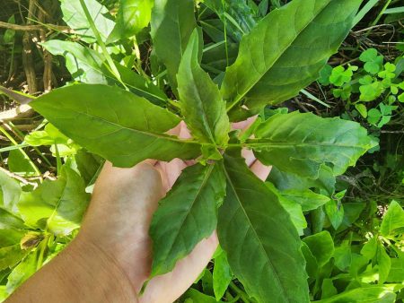 Okinawan Spinach LIVE Plant Supply