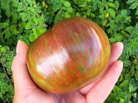 Pink Berkeley Tie Dye Tomato Seeds Online now