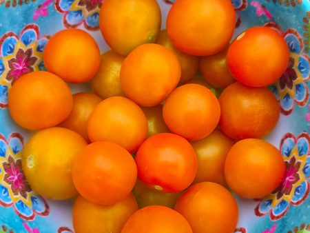 Sungold Hybrid Cherry Tomato Seeds Sale