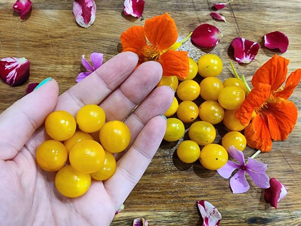 Galapagos Yellow Currant Tomato Seeds Fashion