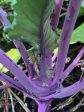 Purple Vienna Kohlrabi Hot on Sale