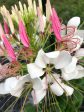 Cleome Spider Flower Seeds Online Hot Sale