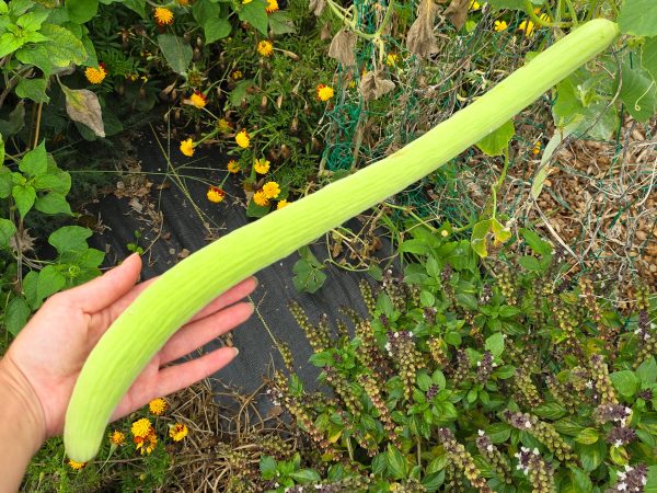 RARE Indian Snake Cucumber Seeds Cheap