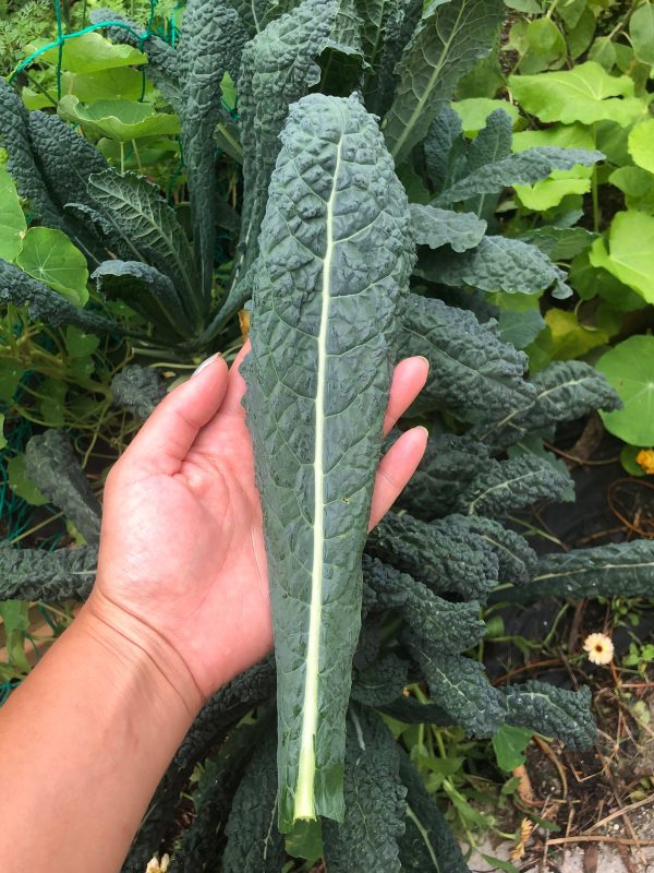 Black Tuscan Lacinato aka Dinosaur Kale Online Sale