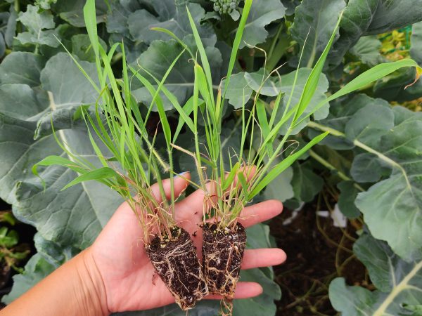 Lemongrass LIVE Perennial Herb Plant For Discount