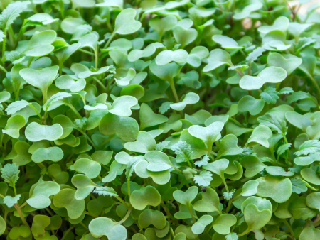 Mustard - Spicy Oriental (Microgreens) Sale