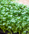 Mustard - Spicy Oriental (Microgreens) Sale