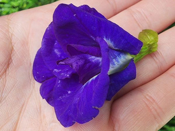 Thai Double Blue Butterfly Pea LIVE Plant For Sale