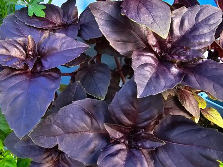 Red Rubin Hybrid Sweet Purple Basil Seeds For Discount