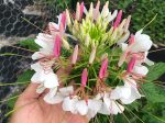 Cleome Spider Flower Seeds Online Hot Sale