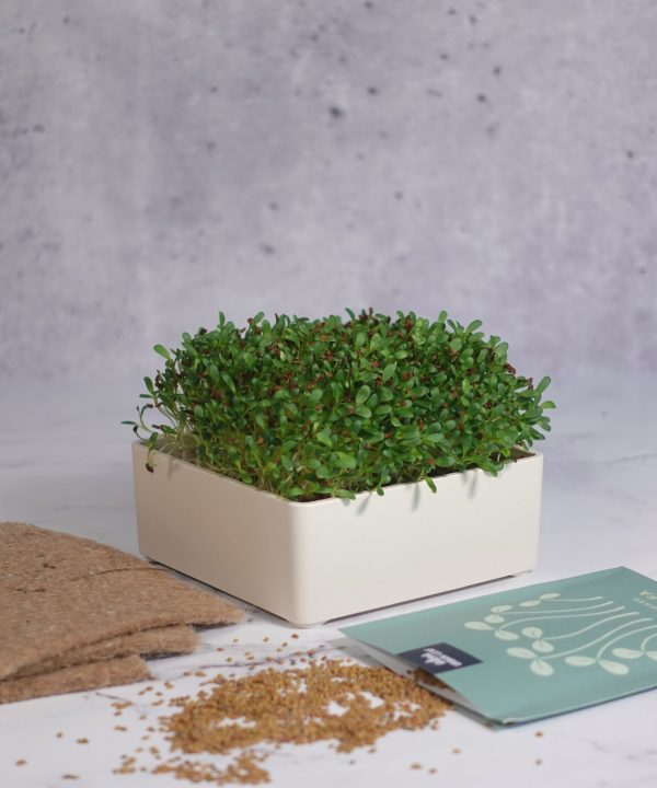 Organic Alfalfa Microgreens Seeds For Sale