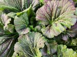 Dragon Tongue Mustard Greens For Cheap