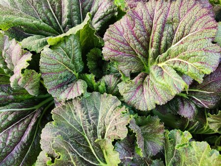 Dragon Tongue Mustard Greens For Cheap