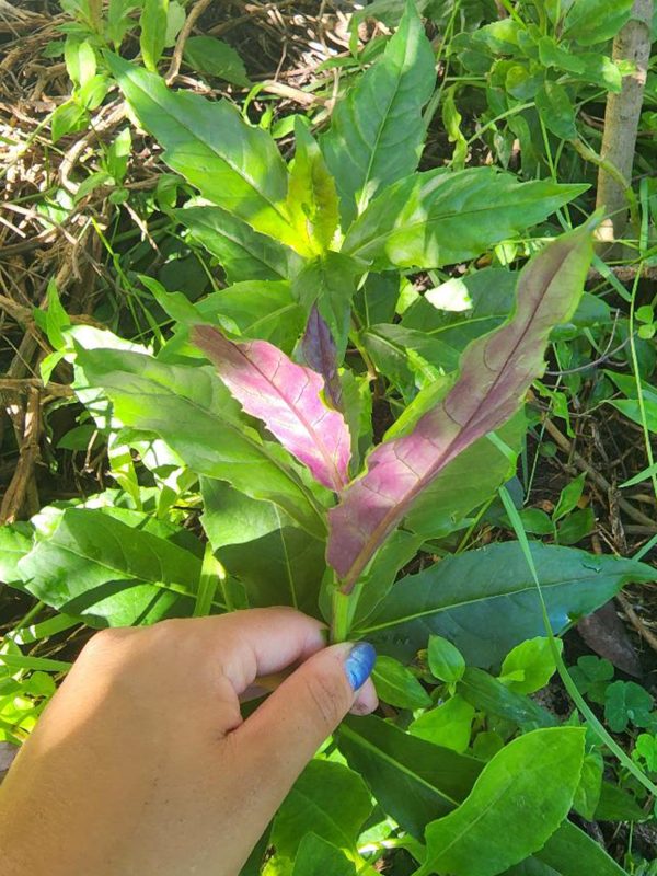 Okinawan Spinach LIVE Plant Supply