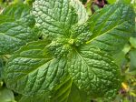 Mojito Mint LIVE Starter Plant Cheap