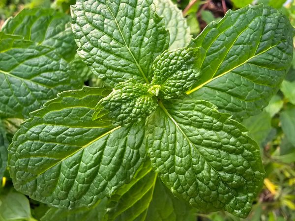 Mojito Mint LIVE Starter Plant Cheap